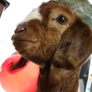 Meet your Posher, Loretta